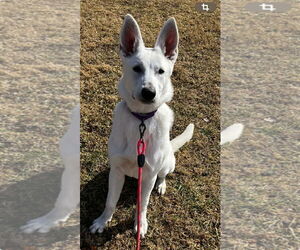 - Mix Dogs for adoption in Hoffman Estates, IL, USA