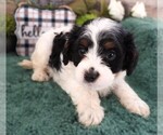 Puppy Puppy 3 Female Cavapoo