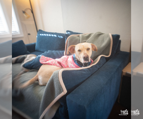 Medium Photo #9 Labrador Retriever-Retriever  Mix Puppy For Sale in Washington, DC, USA