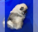 Small #3 Pomeranian