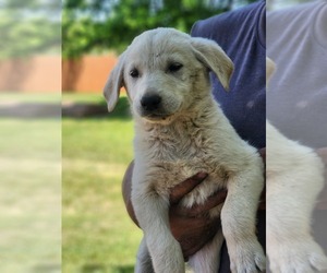 Shepradors Puppy for sale in PORTLAND, IL, USA