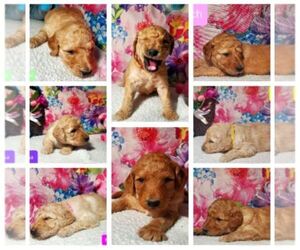 Goldendoodle Puppy for sale in AIKEN, SC, USA