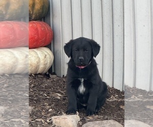 Bernese Mountain Dog-Golden Labrador Mix Puppy for sale in DAYTON, VA, USA
