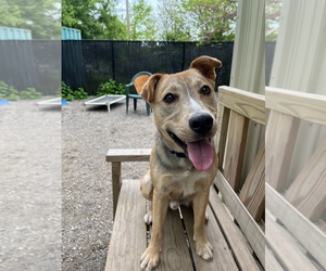 Bayne - Male Mutt Dog for Adoption - Photo #2