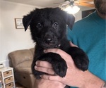 Small Photo #3 German Shepherd Dog Puppy For Sale in POWHATAN, VA, USA