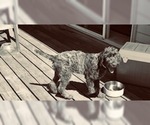 Small Photo #4 Wirehaired Pointing Griffon Puppy For Sale in WASHOUGAL, WA, USA