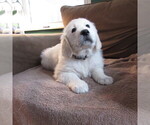 Puppy buck English Cream Golden Retriever
