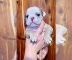 Small Photo #8 Bulldog Puppy For Sale in GREERS FERRY, AR, USA