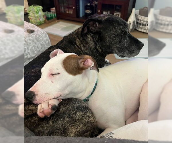 Medium Photo #3 American Pit Bull Terrier-Unknown Mix Puppy For Sale in Cary, NC, USA