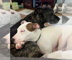 Small Photo #3 American Pit Bull Terrier-Unknown Mix Puppy For Sale in Cary, NC, USA