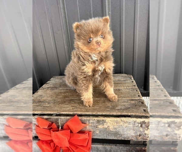 Medium Photo #3 Pomeranian Puppy For Sale in MIDDLEBURY, IN, USA