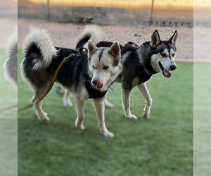 - Mix Dogs for adoption in Vail, AZ, USA