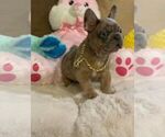 Small Photo #11 French Bulldog Puppy For Sale in CONVERSE, TX, USA
