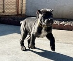 Puppy Puppy 1 Cane Corso