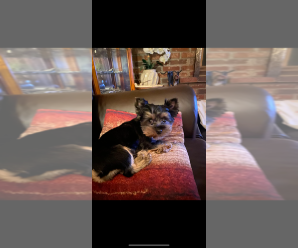 Medium Photo #1 Yorkshire Terrier Puppy For Sale in DAYVILLE, CT, USA