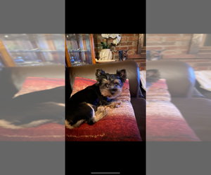 Father of the Yorkshire Terrier puppies born on 08/07/2025