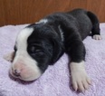 Small Photo #2 Great Dane Puppy For Sale in SPRAGGS, PA, USA