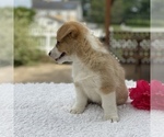 Small Photo #6 Pembroke Welsh Corgi Puppy For Sale in GAP, PA, USA