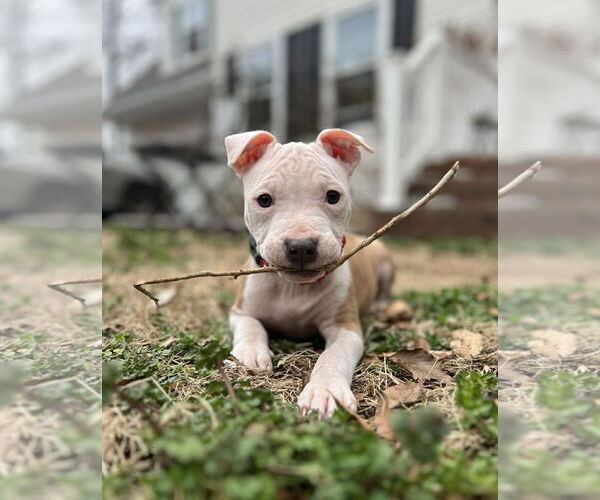 Medium Photo #2 Mutt Puppy For Sale in Spotsylvania, VA, USA