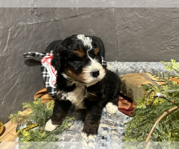 Medium Photo #2 Bernedoodle Puppy For Sale in ATHENS, WI, USA