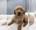 Small #1 Golden Retriever