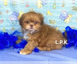 Shih Tzu Puppy for sale in WINNSBORO, LA, USA