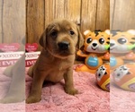 Small #7 Labrador Retriever