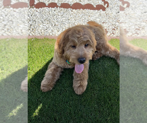 Goldendoodle-Poodle (Standard) Mix Puppy for sale in BAKERSFIELD, CA, USA