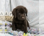 Small Photo #5 Labrador Retriever Puppy For Sale in RICHLAND, IA, USA