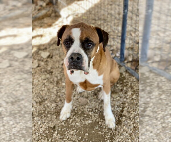 Medium Photo #3 Boxer Puppy For Sale in Austin, TX, USA