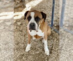 Small #2 Boxer