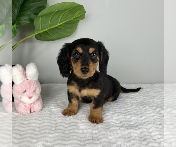 Medium Photo #8 Dachshund Puppy For Sale in FRANKLIN, IN, USA