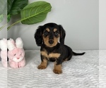 Small Photo #8 Dachshund Puppy For Sale in FRANKLIN, IN, USA