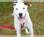 Small #1 American Staffordshire Terrier-Labrador Retriever Mix