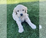 Small Photo #99 Goldendoodle Puppy For Sale in PHOENIX, AZ, USA