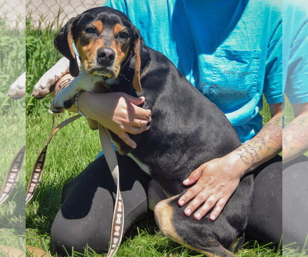 Medium Photo #3 Treeing Walker Coonhound Puppy For Sale in Huntley, IL, USA