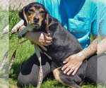 Small #2 Treeing Walker Coonhound