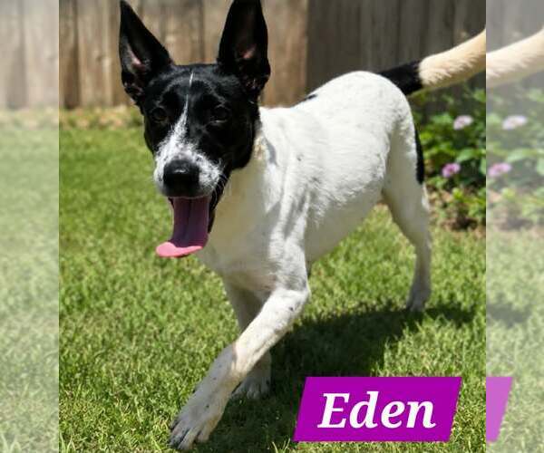 Medium Photo #1 Mutt Puppy For Sale in Minneapolis, MN, USA