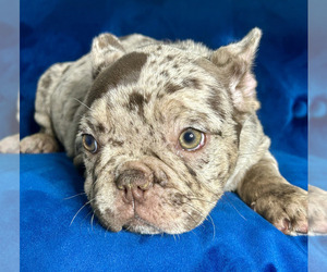 French Bulldog Puppy for sale in PHOENIX, AZ, USA