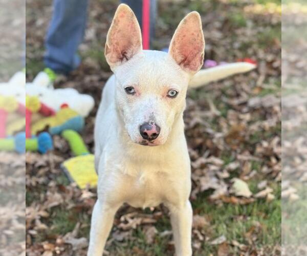 Medium Photo #1 Mutt Puppy For Sale in Yardley, PA, USA