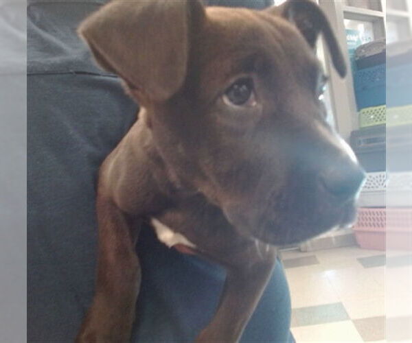 Medium Photo #1 Mutt Puppy For Sale in Oklahoma City, OK, USA