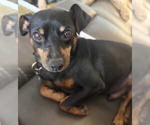 Miniature Pinscher Dogs for adoption in Staley, NC, USA