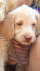 Labradoodle Puppy for sale in LEAWOOD, KS, USA