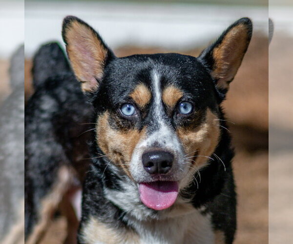 Medium Photo #1 Mutt Puppy For Sale in Hilton Head, SC, USA