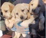 Small Photo #5 Labrador Retriever Puppy For Sale in SHELTON, WA, USA