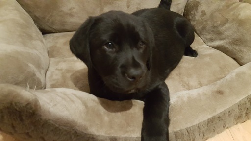Medium Photo #4 Labrador Retriever Puppy For Sale in PEKIN, IN, USA