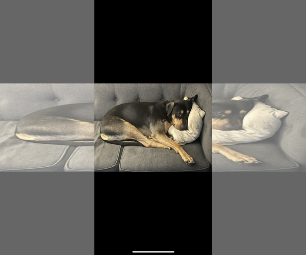 Medium Photo #2 Rottweiler-Unknown Mix Puppy For Sale in Chandler, AZ, USA