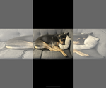 Small #1 Rottweiler Mix