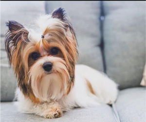 Father of the Yorkshire Terrier puppies born on 11/22/2024