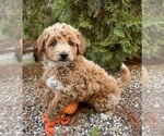 Small #1 Goldendoodle (Miniature)